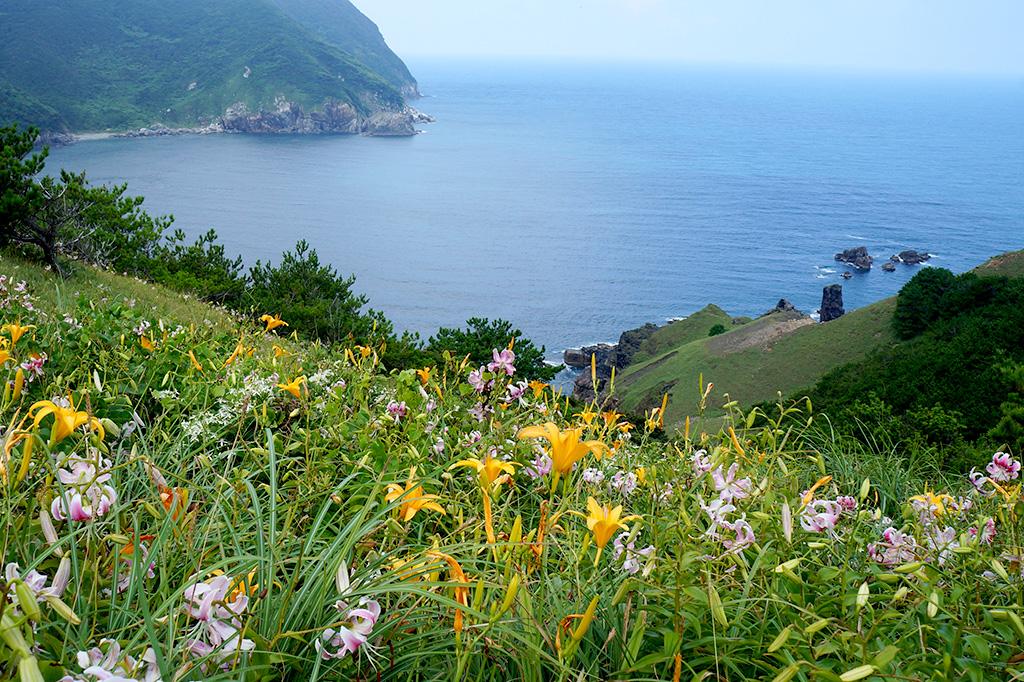 みっちり草原-1