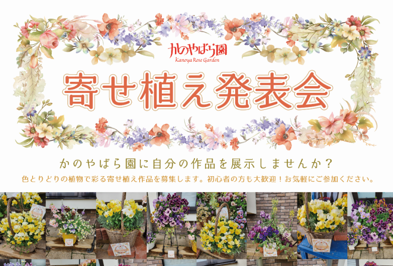 かのやばら園　寄せ植え発表会-1