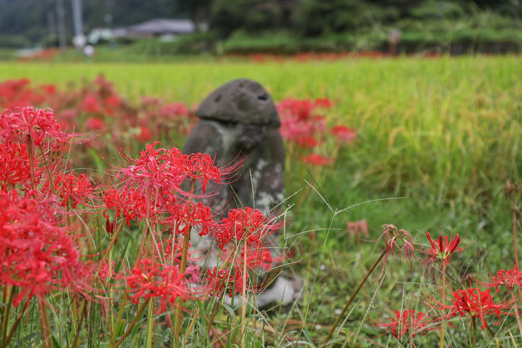 柊野ひがん花-2