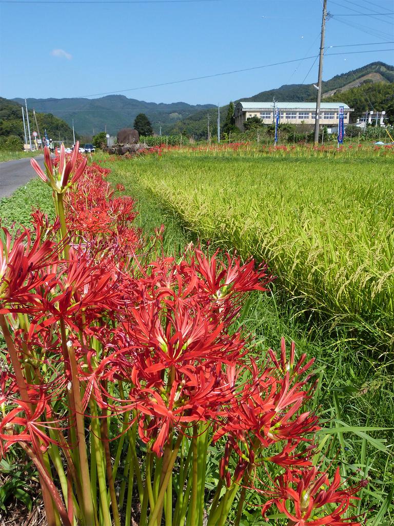 柊野ひがん花まつり-1