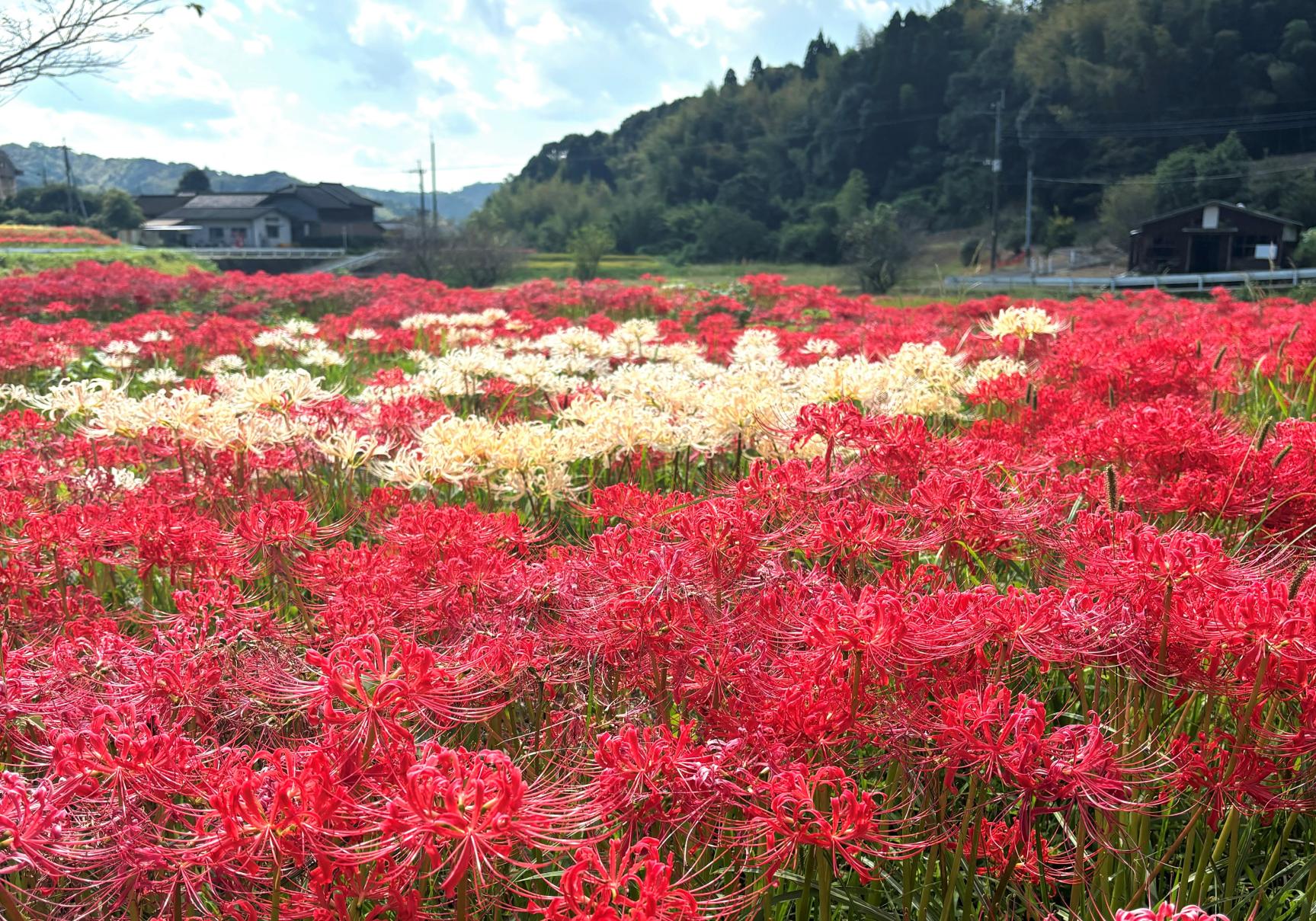 柊野ひがん花-3