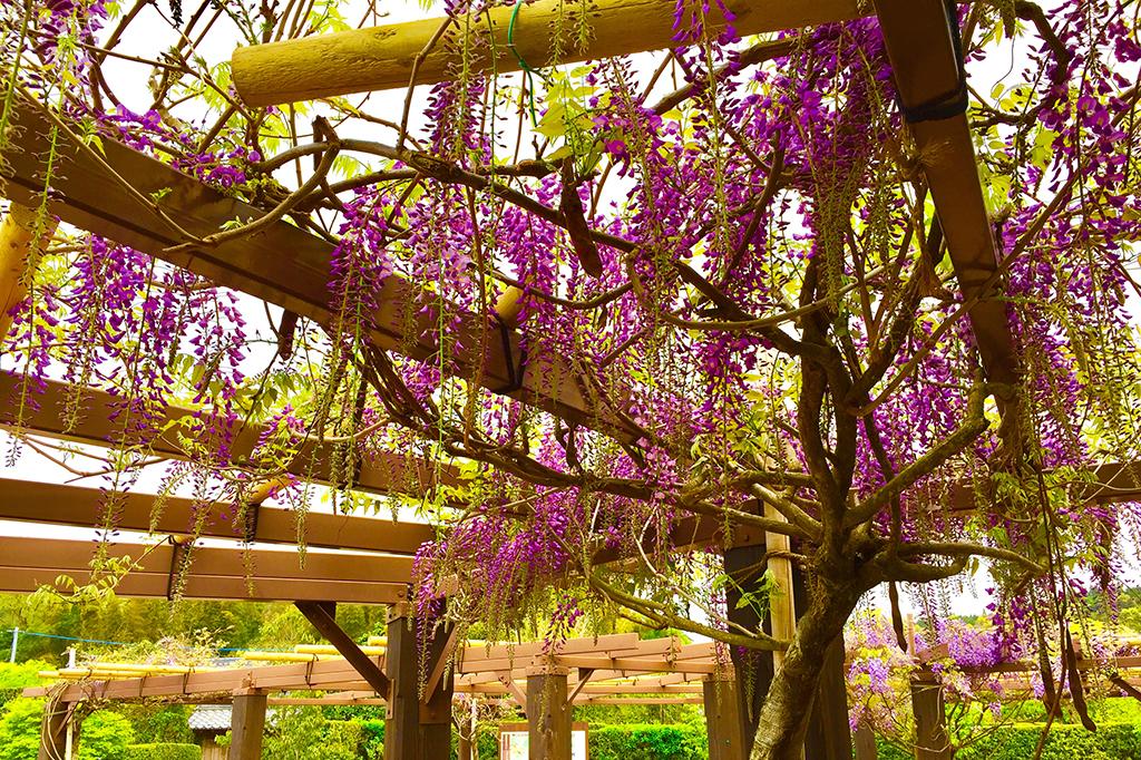 【2026】南九州市藤まつり　-1