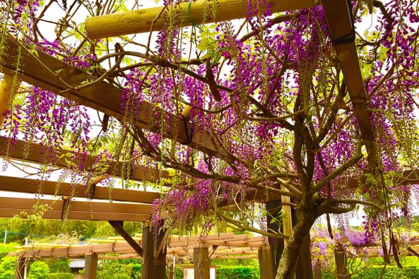 【2026】南九州市藤まつり　-1