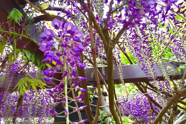 【2026】南九州市藤まつり　-0