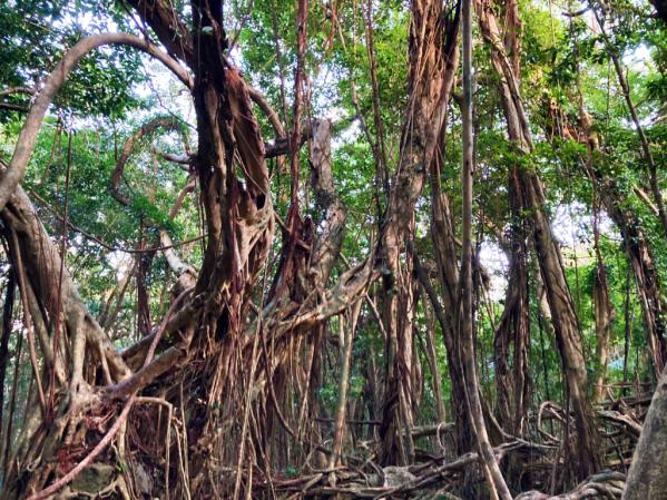 Sarukawa Banyan Tree-3