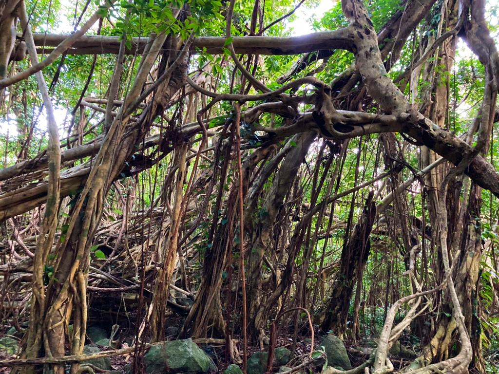 Sarukawa Banyan Tree-2