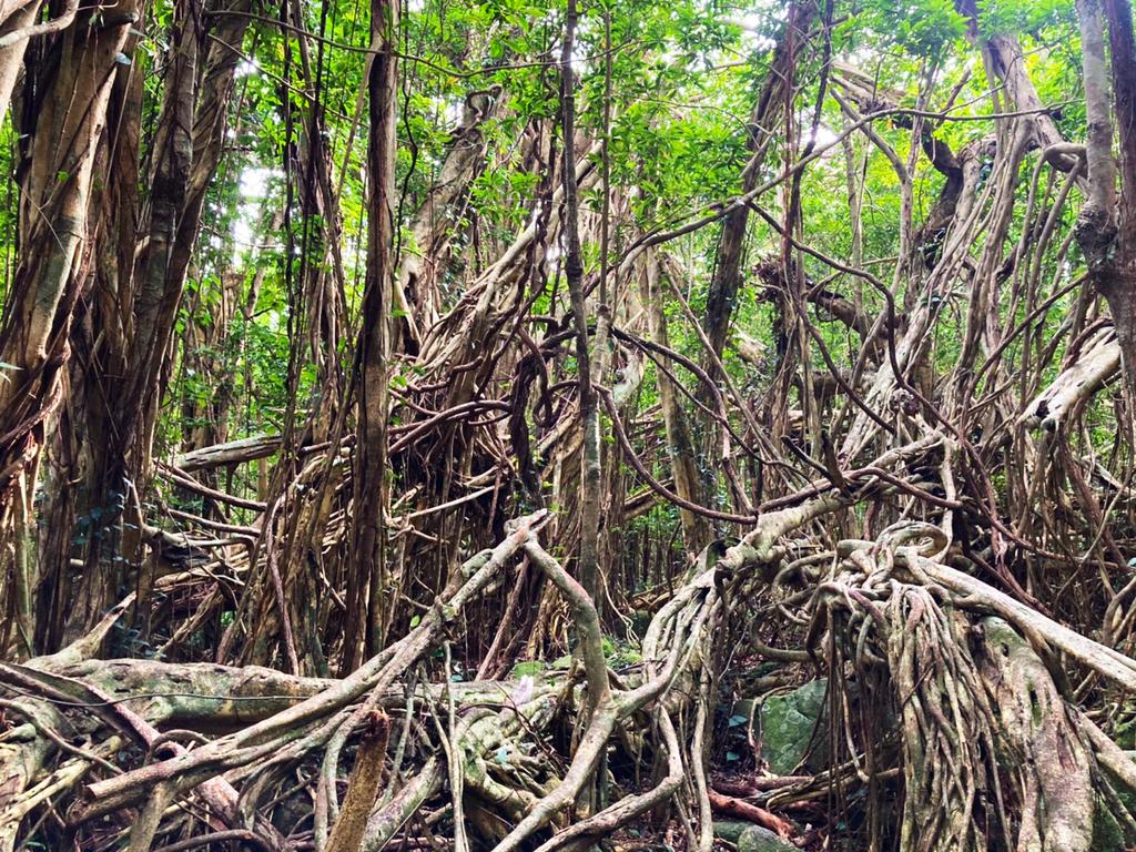 Sarukawa Banyan Tree-1