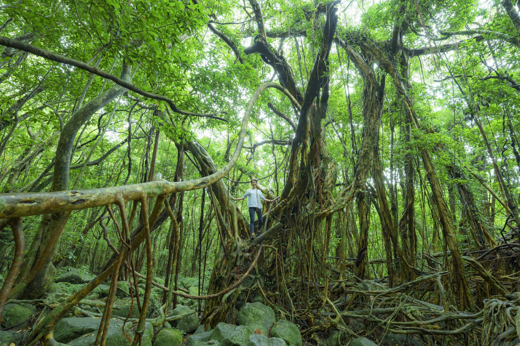 ©Soramido-Yakushima