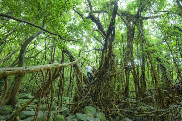 Sarukawa Banyan Tree-0