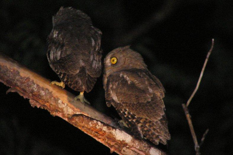 奄美大島・夜の野生生物観察コース-1