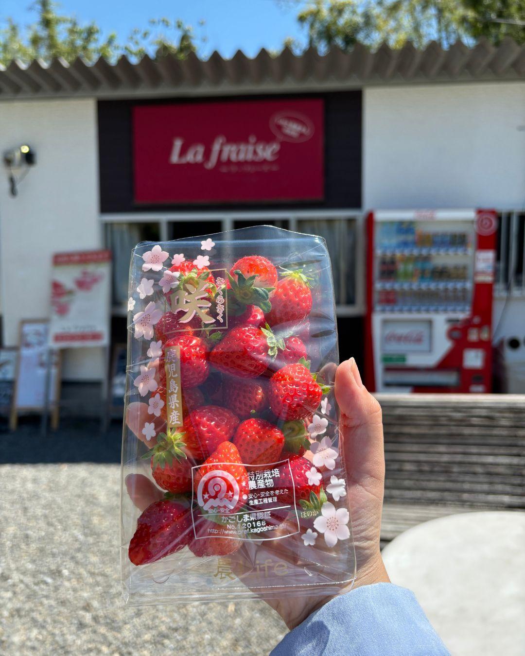 La fraise-ラ･フレーズ--1