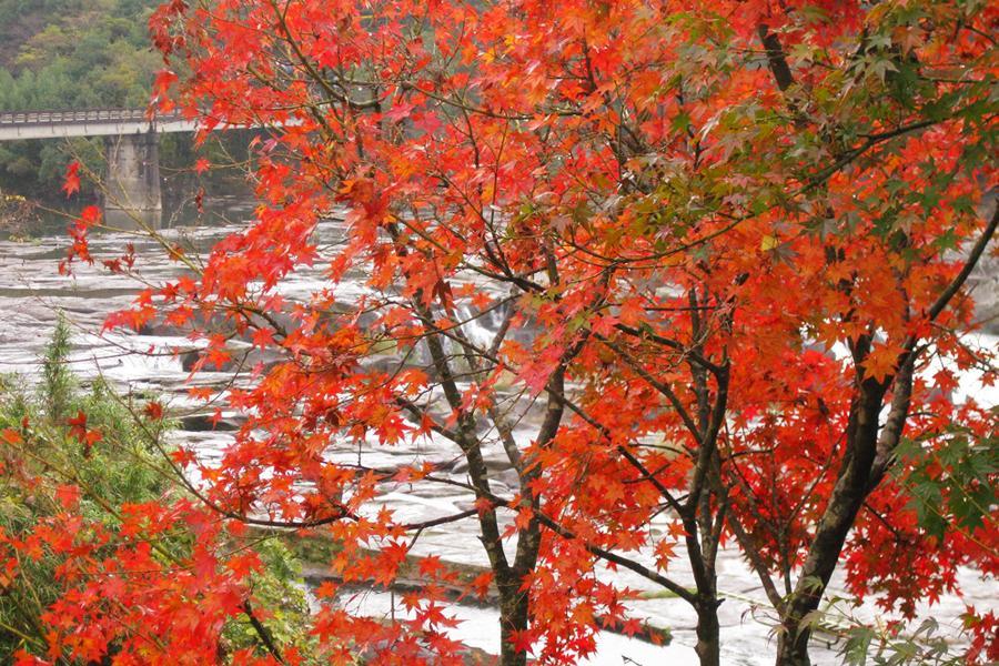 Lá mùa thu ở công viên Sogi-no-Taki-1