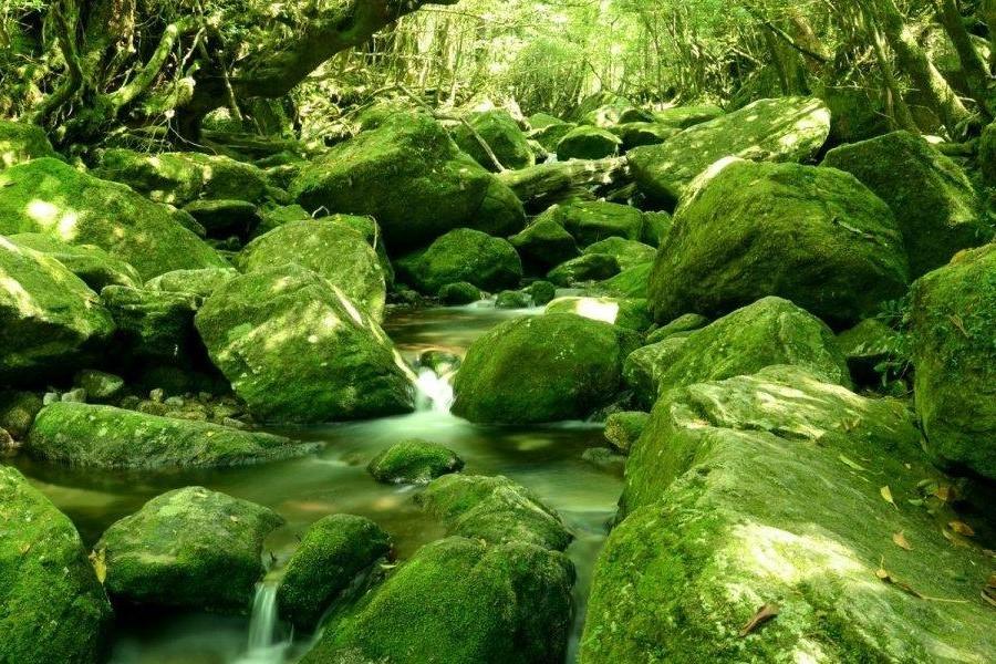 Đảo Yakushima-1