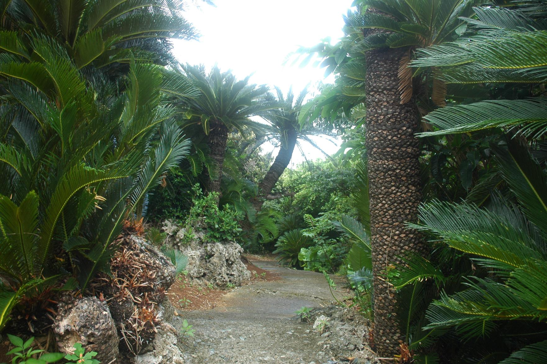 Sago Palm Jungle-0