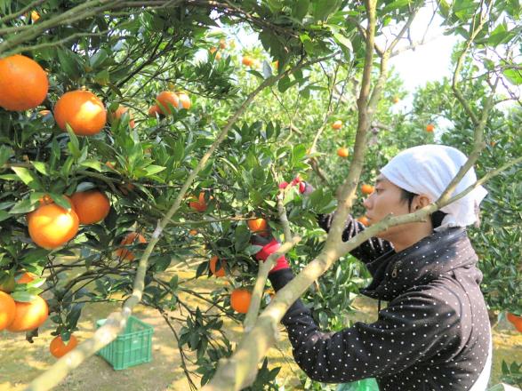 種子島　しんさく農園　たんかん収穫体験-0