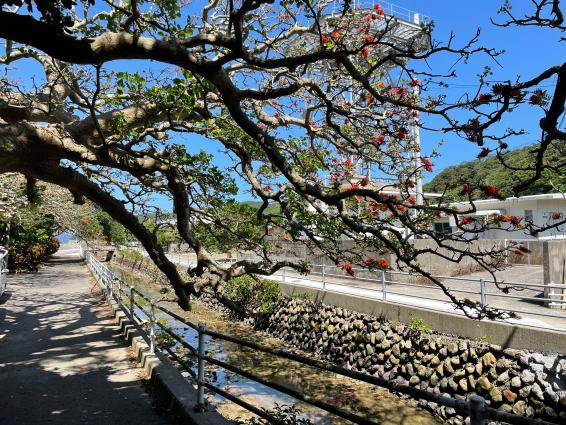 瀬戸内町島案内人協会 / 瀬戸内町-9