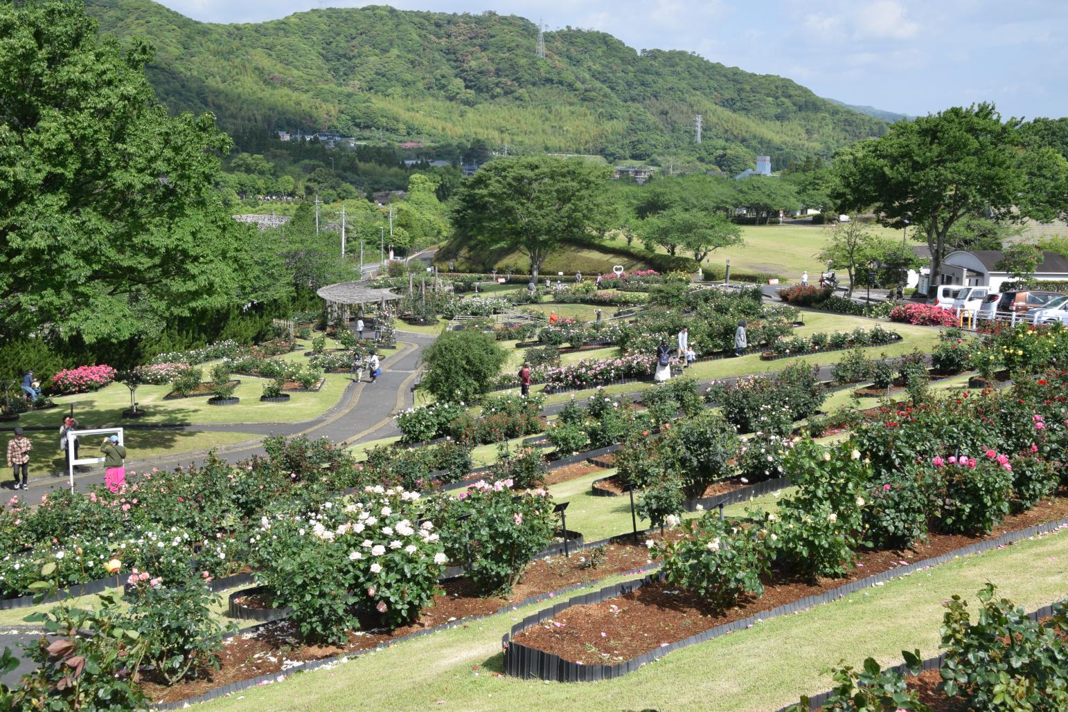 錦江湾公園はなまつり-3