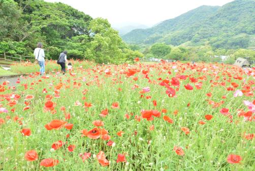 錦江湾公園はなまつり-8