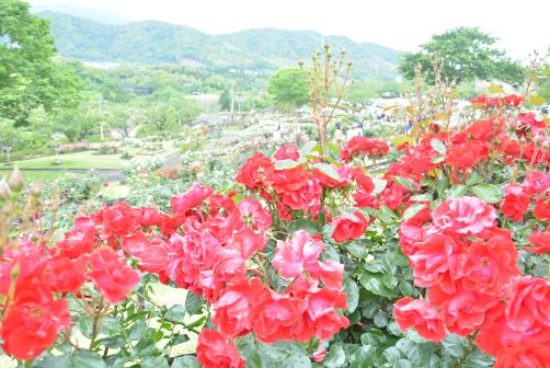 錦江湾公園はなまつり-7