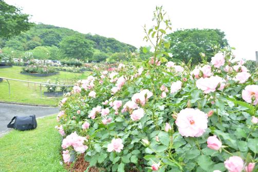 錦江湾公園はなまつり-5