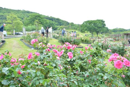 錦江湾公園はなまつり-6