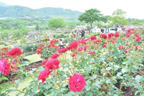 錦江湾公園はなまつり-0