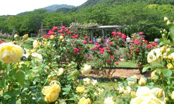 錦江湾公園はなまつり-2