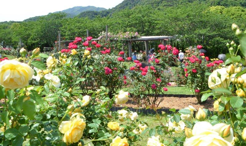 錦江湾公園はなまつり-2