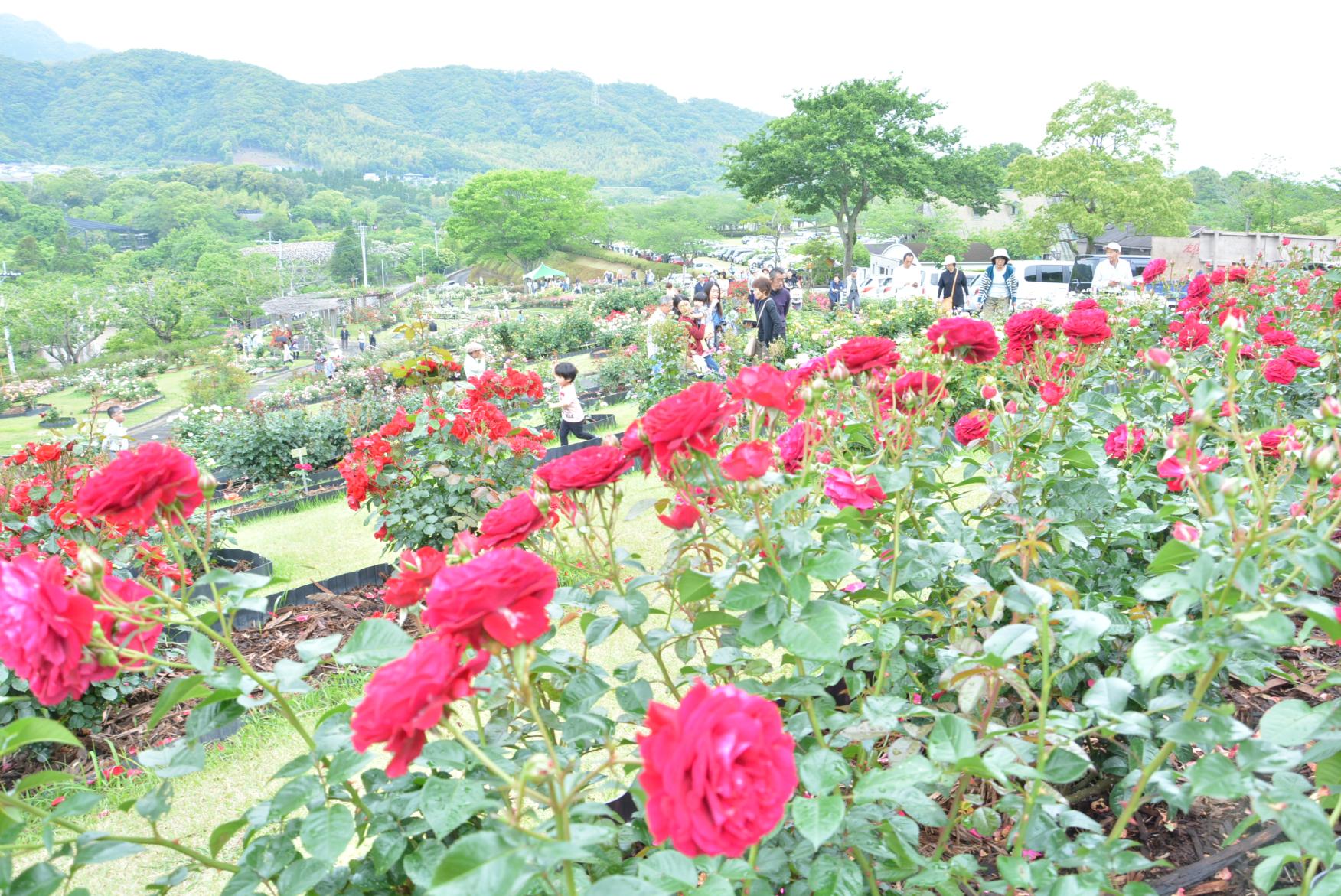 錦江湾公園はなまつり-1