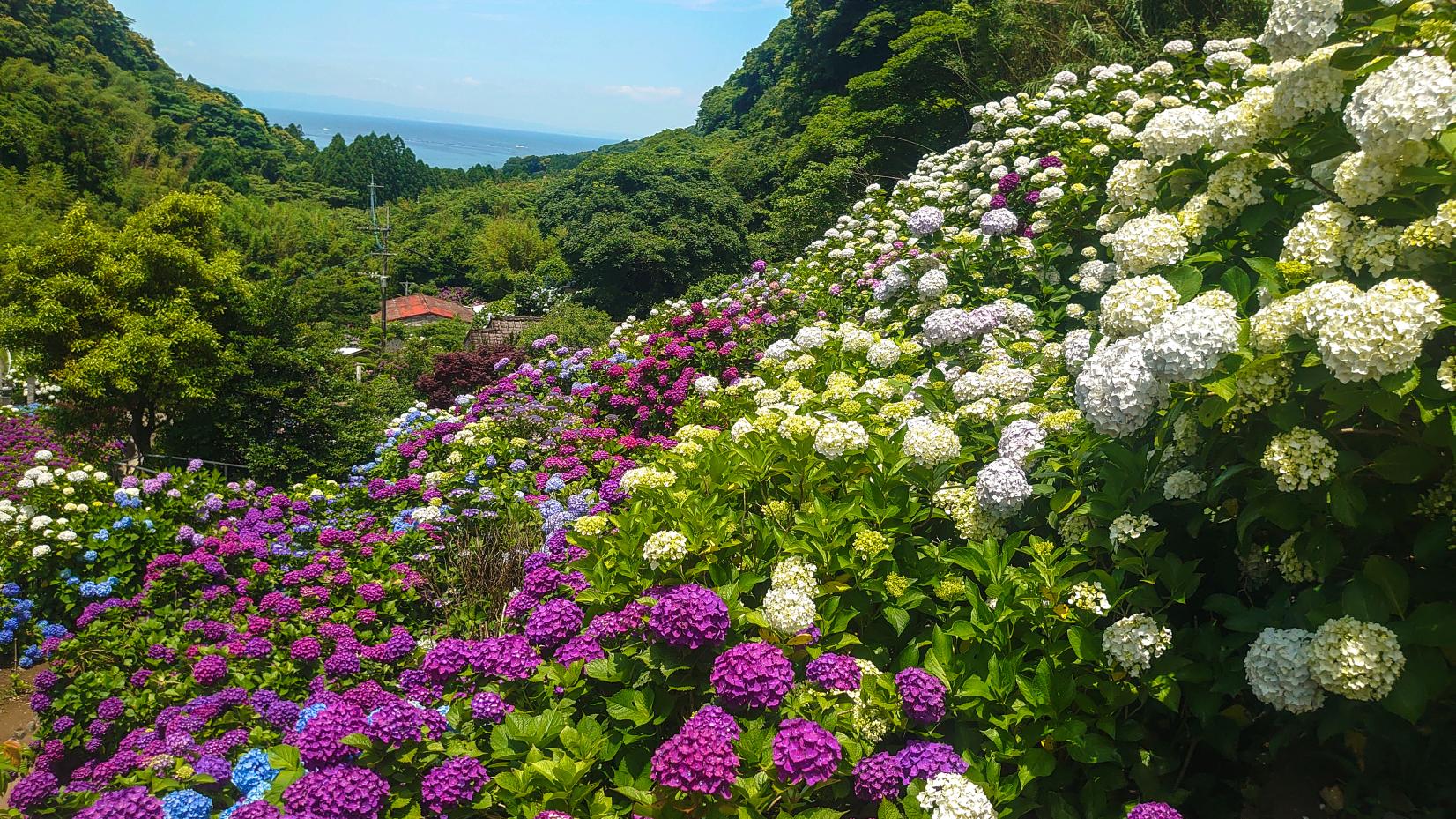 いこいの里園（あじさい園）-1