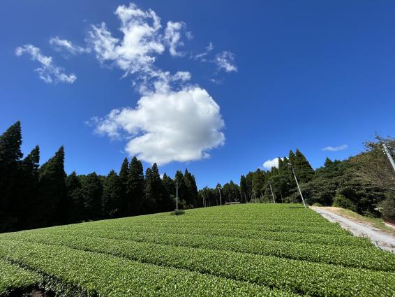 ヘンタ製茶　ティーテラス体験-5