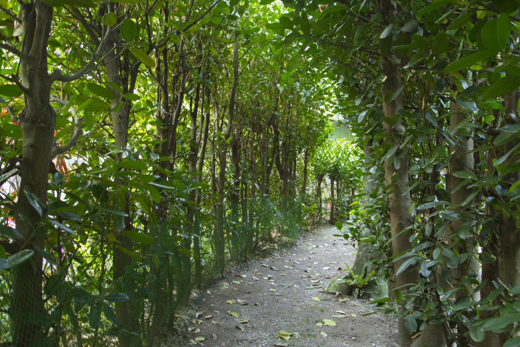 Hàng cây Fukugi (cây Phúc) ở Kuninao-1