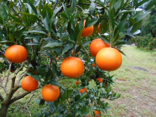 屋久島の「たんかん」収穫体験-0
