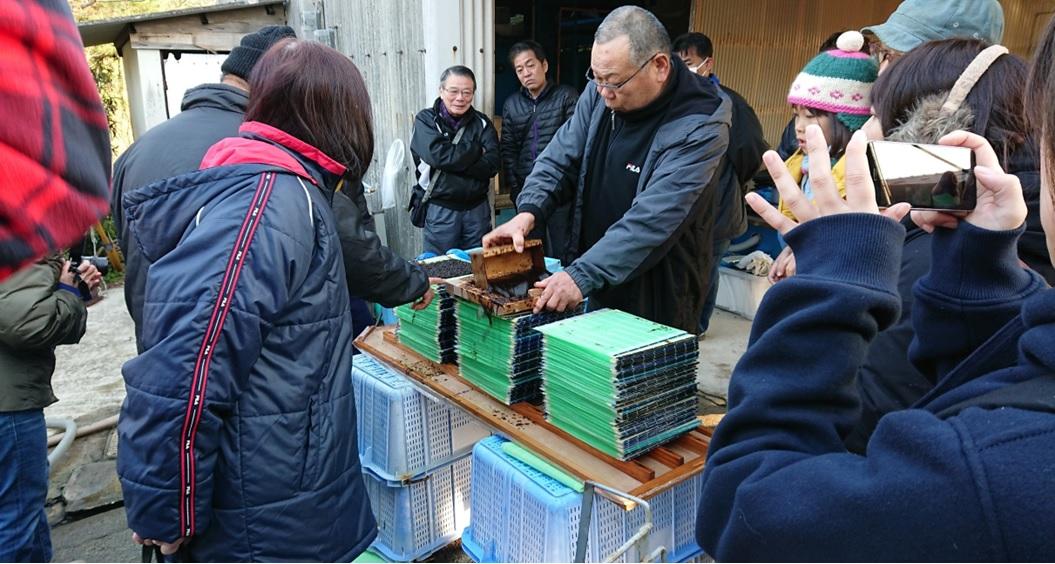 海苔づくり体験（出水天恵海苔株式会社）-1