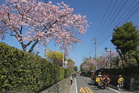 【2026】第13回寒緋桜を見におじゃんせ-2