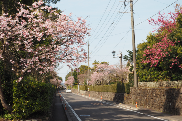 【2024】第11回寒緋桜を見におじゃんせ-2