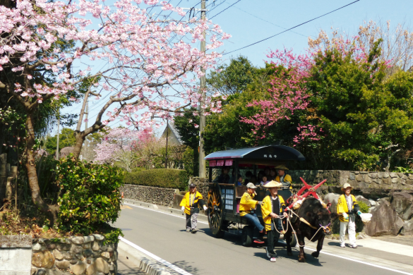 【2024】第11回寒緋桜を見におじゃんせ-1