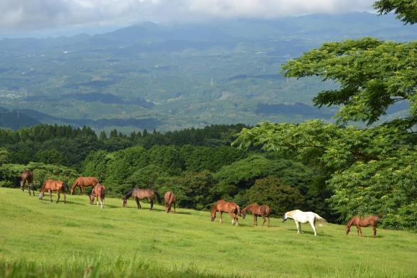 馬匹信託(HORSETRUST) Well-being體驗-2