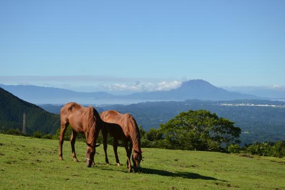 HORSETRUST Well-being（幸福感）体验-1