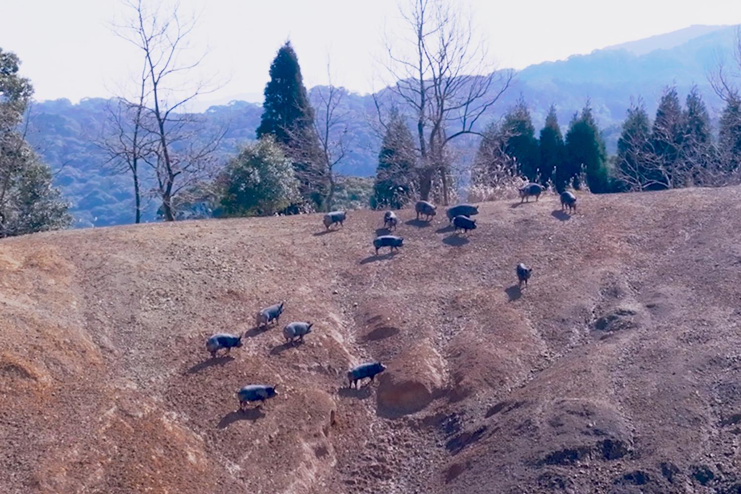 沖田黑豬牧場 - 牧場民宿餐廳「和 NODOKA」-2