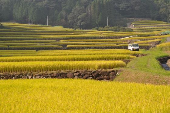 八重の棚田-0