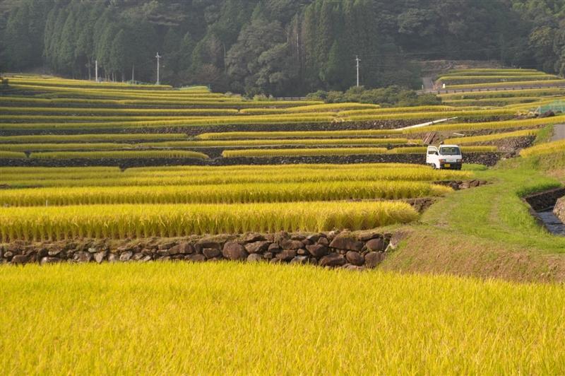 八重の棚田-1