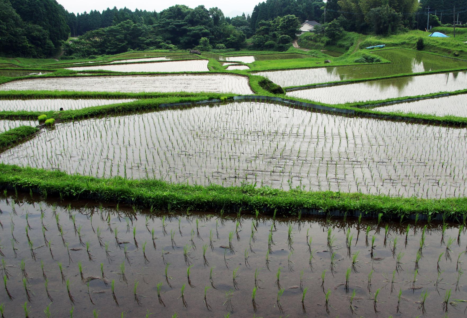 八重梯田-2