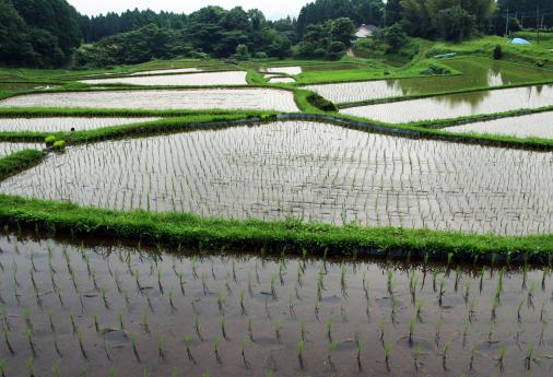 八重梯田-2