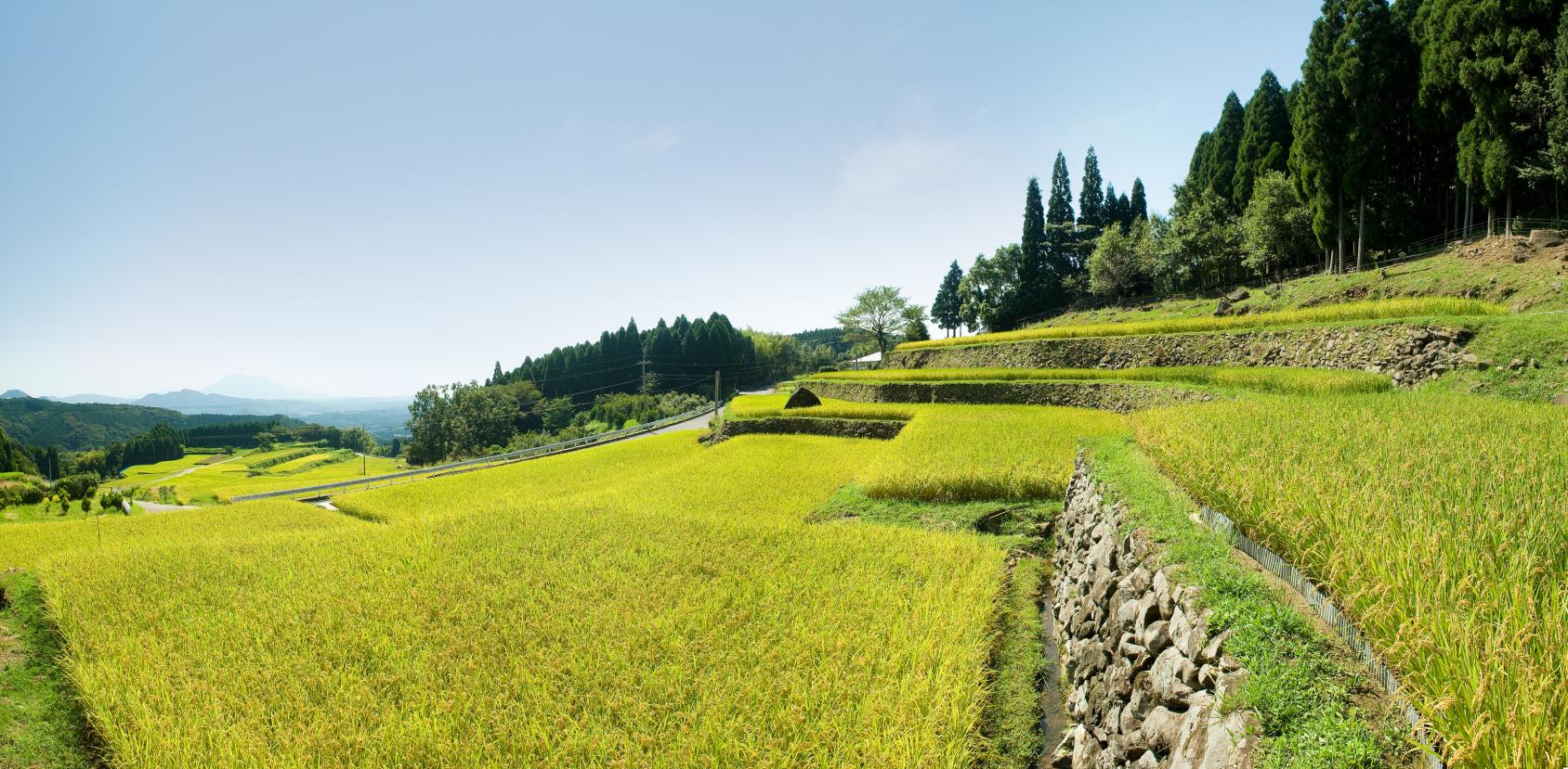 Ruộng bậc thang Yae-1