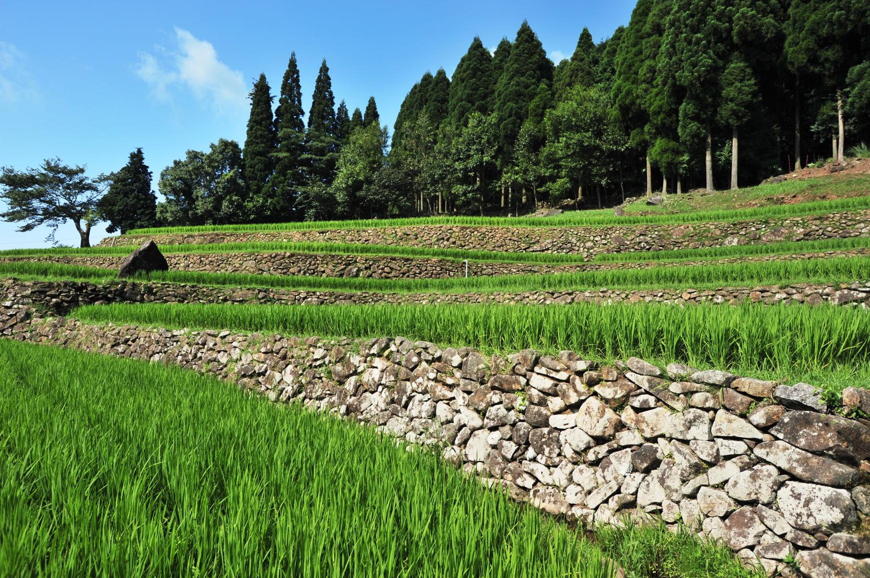八重梯田-6