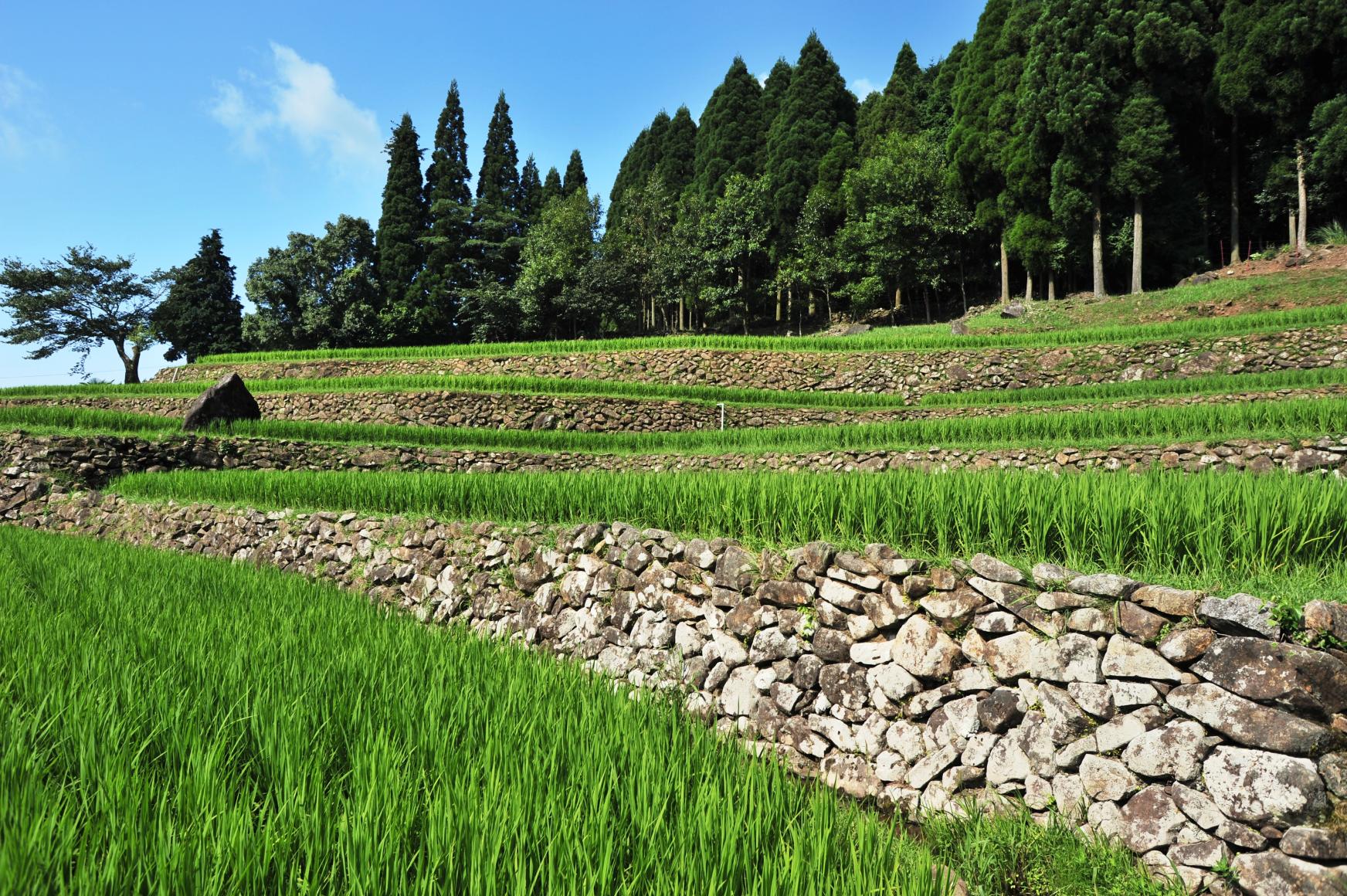 八重の棚田-6