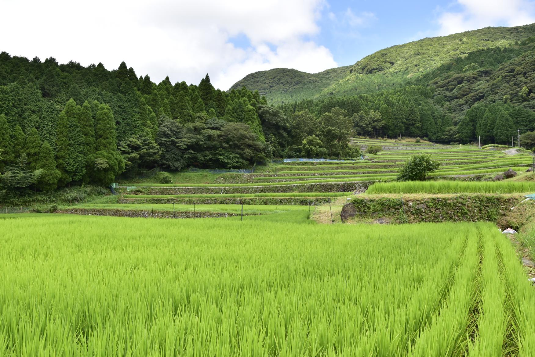 八重梯田-7