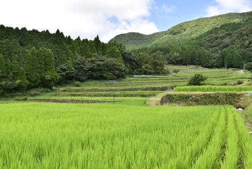 八重の棚田-7