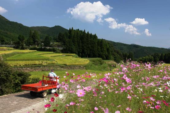 八重梯田-5